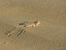 Gheko - Désert du Thar - Inde